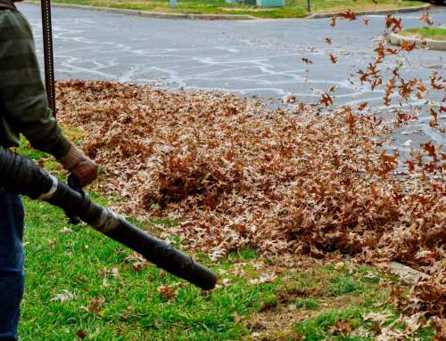 Why is it Crucial to Cleanup Dead Plants and Leaves in the Fall?