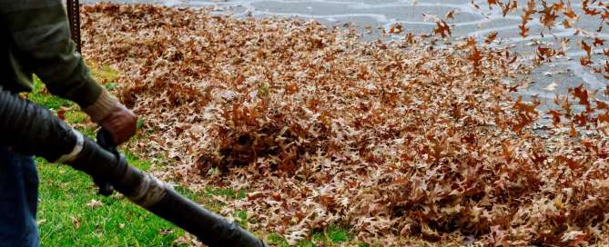 Why You Should Cleanup Dead Plants and Leaves in Autumn