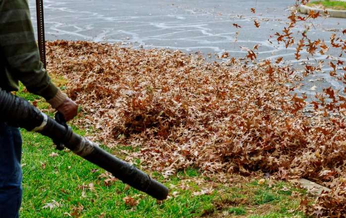 Why You Should Cleanup Dead Plants and Leaves in Autumn