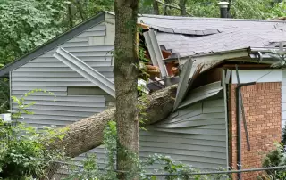 Tree Emergency Prevention